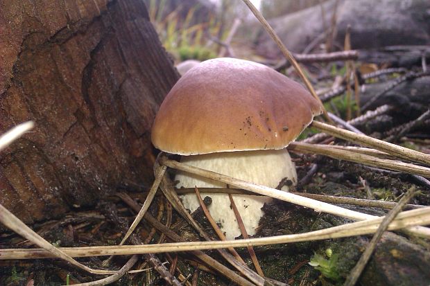 hríb Boletus speciosus