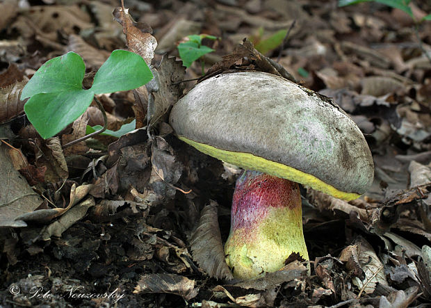 hríb striebristý Butyriboletus fechtneri (Velen.) D. Arora & J.L. Frank