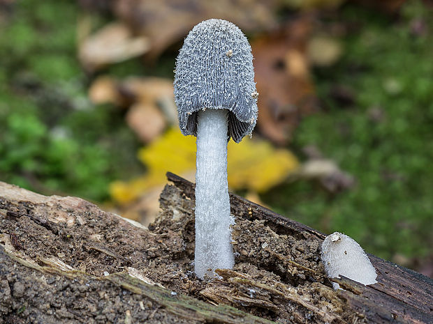 hnojník chlpatý Coprinopsis lagopus (Fr.) Redhead, Vilgalys & Moncalvo