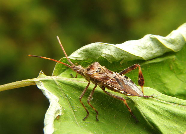 bzdocha-obrubnica americká Leptoglossus occidentalis