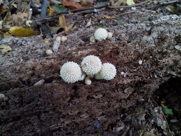 prášnica bradavičnatá Lycoperdon perlatum Pers.