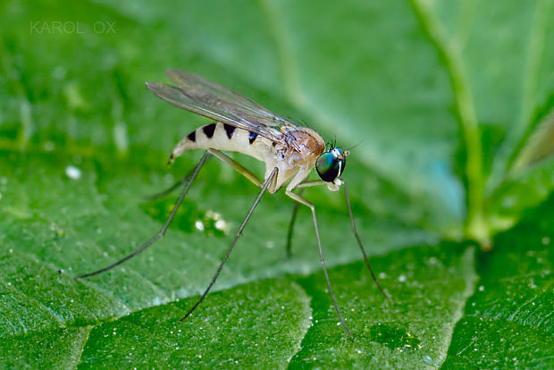 dlhonôžka Neurigona quadrifasciata  ♀