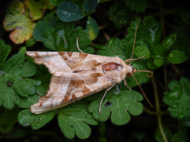 sivkavec mramorový Phlogophora meticulosa