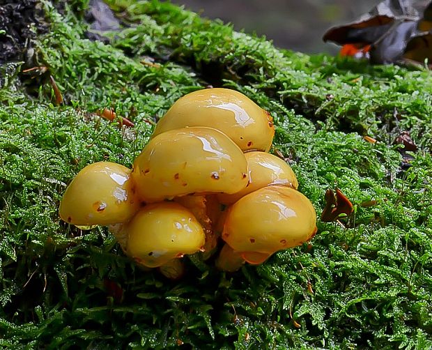 šupinovka Pholiota sp.