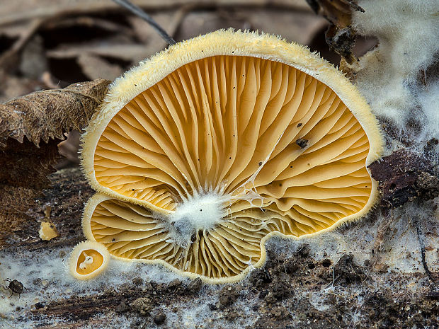 hlivník hniezdovitý Phyllotopsis nidulans (Pers.) Singer