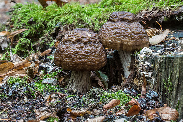 štítovka Pluteus sp.