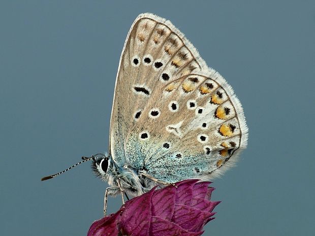 modráčik obyčajný (sk) / modrásek jehlicový (cz) Polyommatus icarus Rottemburg, 1775