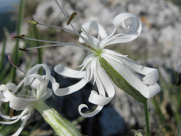 silenka ovisnutá Silene nutans L.