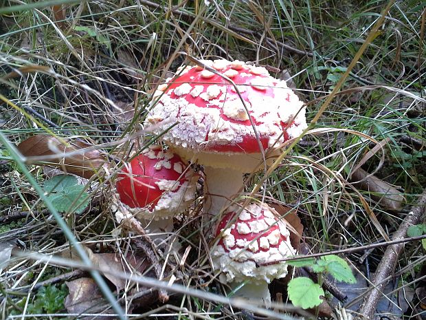 muchotrávka červená Amanita muscaria (L.) Lam.