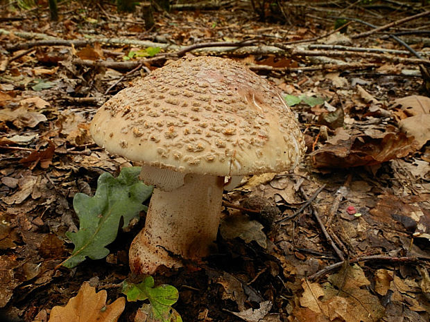 muchotrávka červenkastá Amanita rubescens Pers.