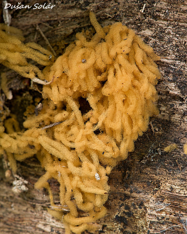 mištička ovisnutá Arcyria nutans (Bull.) Grev.