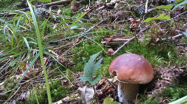 hríb smrekový Boletus edulis Bull.