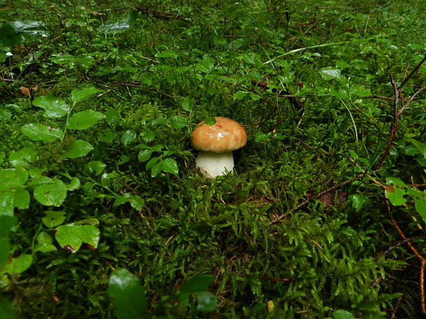 hríb smrekový Boletus edulis Bull.