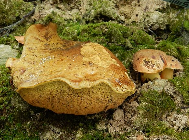 hríb žltý Boletus erythropus var. junquilleus (Quél.) Gelardi, Simonini & Vizzini