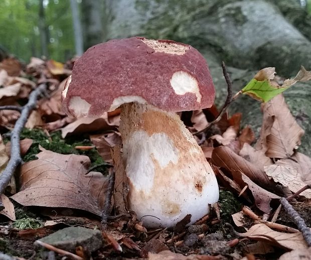 hríb sosnový Boletus pinophilus Pil. et Dermek in Pil.