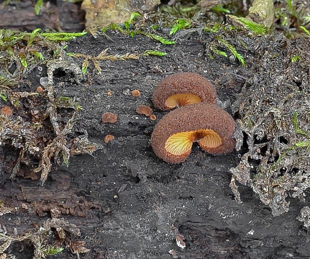 pahliva šafranová Crepidotus crocophyllus (Berk.) Sacc.