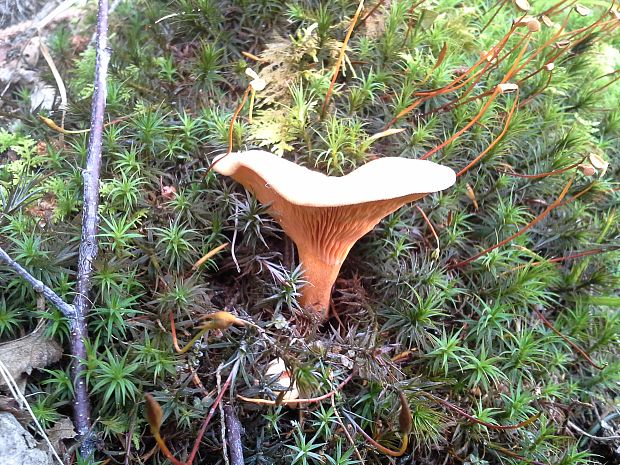 líška oranžová Hygrophoropsis aurantiaca (Wulfen) Maire