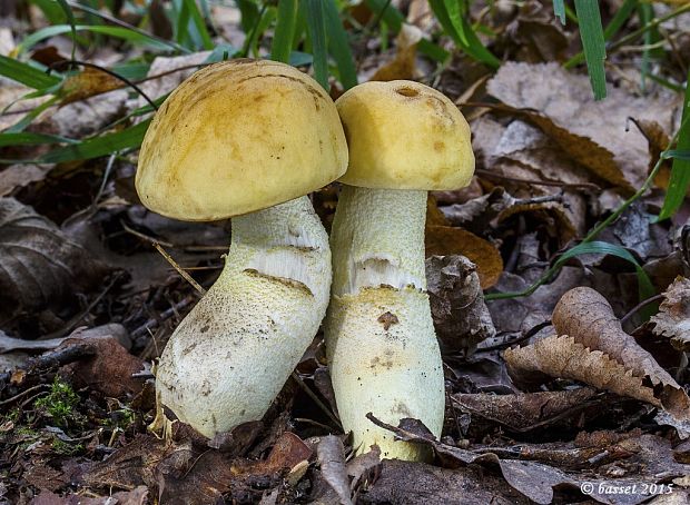 kozák žltopórový Leccinellum crocipodium (Letell.) Della Maggiora & Trassinelli