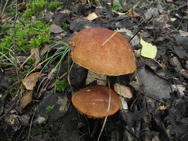 kozák osikový Leccinum albostipitatum den Bakker & Noordel.