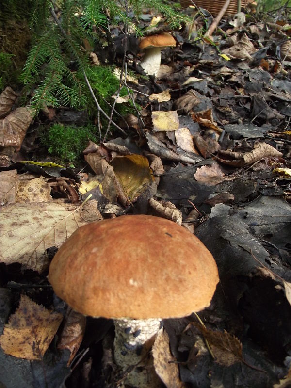 kozák osikový Leccinum albostipitatum den Bakker & Noordel.