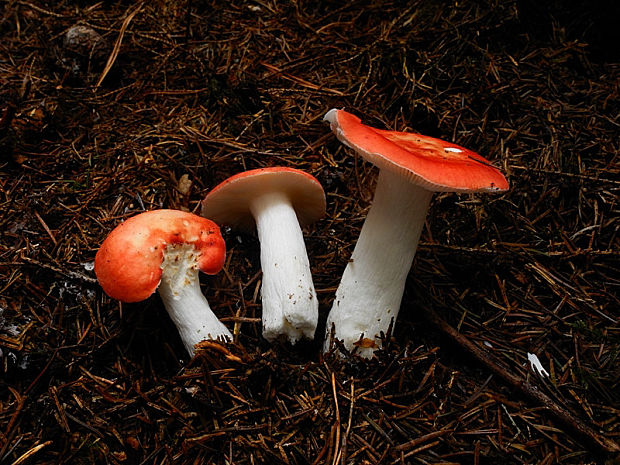 plávka škodlivá Russula emetica (Schaeff.) Pers.