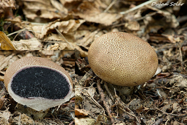 pestrec bradavičnatý Scleroderma verrucosum (Bull.) Pers.