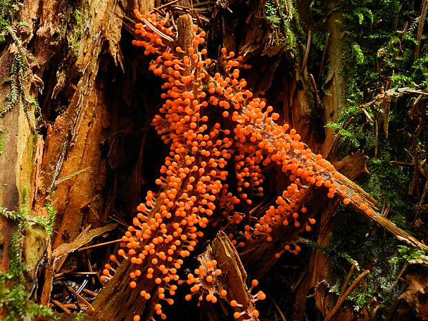 vlasnačka Trichia sp.