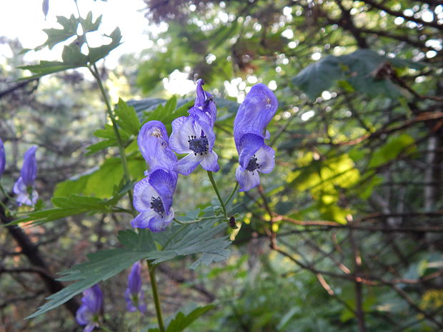 prilbica pestrá Aconitum variegatum L.