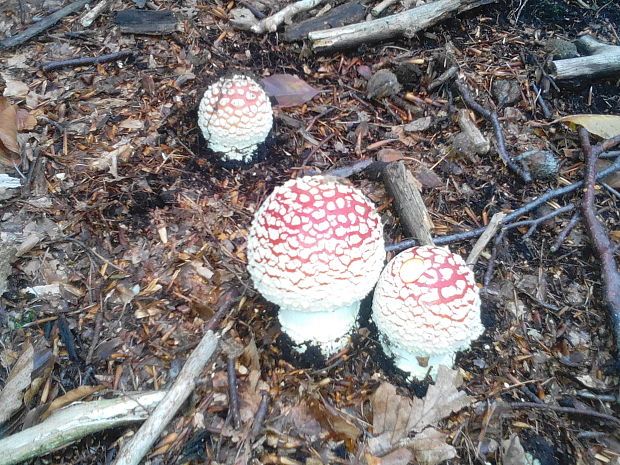 muchotrávka červená Amanita muscaria (L.) Lam.