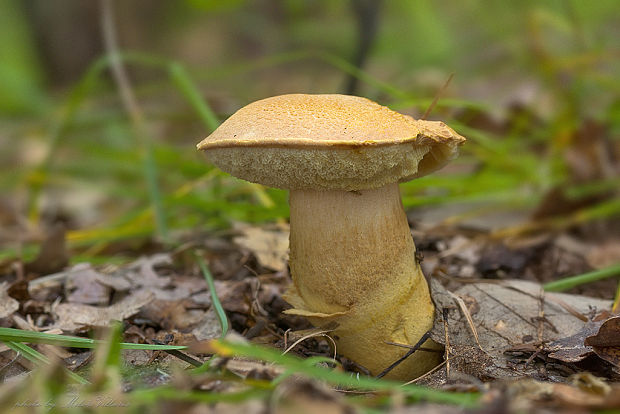 suchohríb moravský Aureoboletus moravicus (Václ. Vacek) Klofac