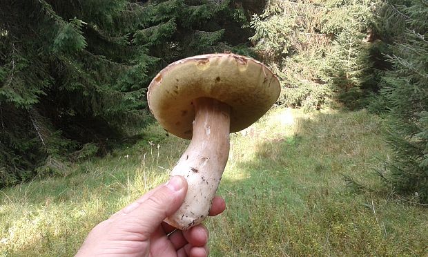 hríb smrekový Boletus edulis Bull.