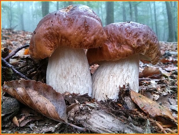 hríb smrekový Boletus edulis Bull.