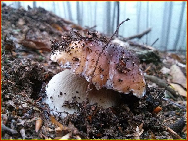 hríb smrekový Boletus edulis Bull.