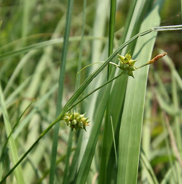 ostrica sklonená Carex tumidicarpa Andersson