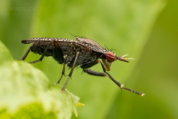 roháčka Coremacera marginata