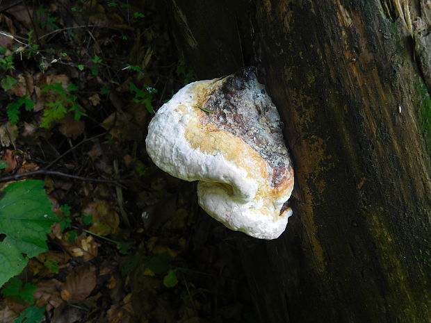 práchnovček pásikavý Fomitopsis pinicola (Sw.) P. Karst.