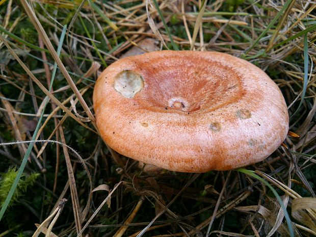 rýdzik pravý Lactarius deliciosus (L.) Gray