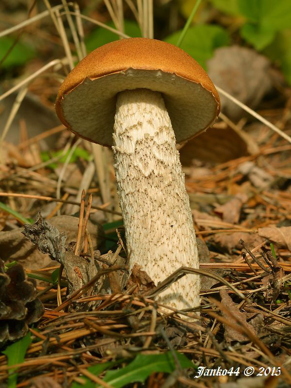 kozák osikový Leccinum albostipitatum den Bakker & Noordel.