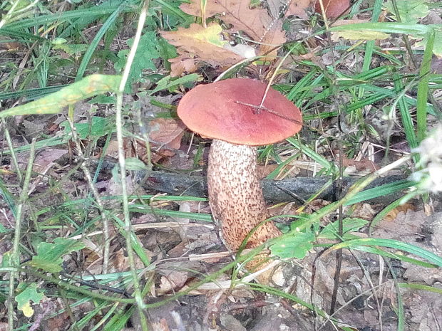 kozák dubový Leccinum aurantiacum (Bull.) Gray