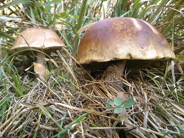 kozák brezový Leccinum scabrum (Bull.) Gray