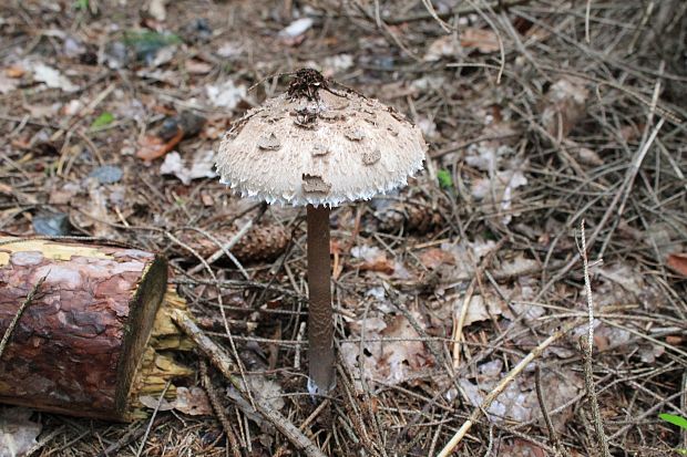 bedľa vysoká Macrolepiota fuliginosa (Barla) Bon