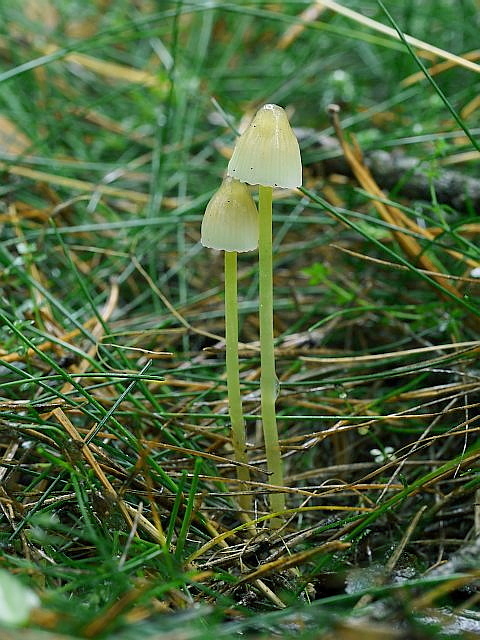 prilbička slizká Mycena epipterygia (Scop.) Gray