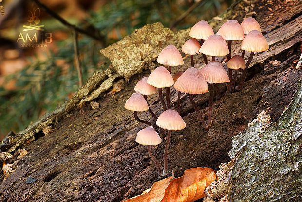 prilbička krvavomliečna Mycena haematopus (Pers.) P. Kumm.