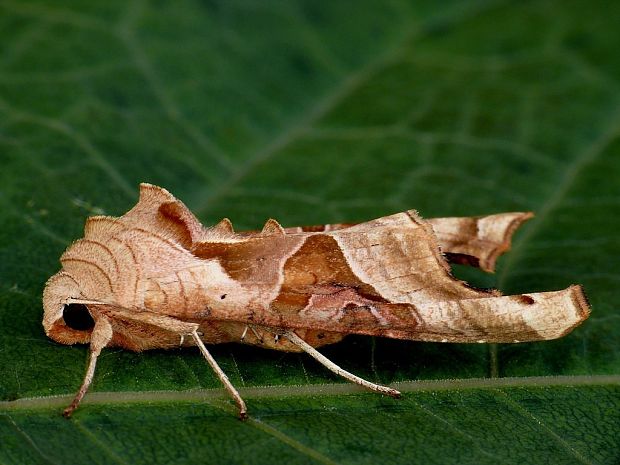 sivkavec mramorovaný (sk) / blýskavka mramorovaná (cz) Phlogophora meticulosa Linnaeus, 1758