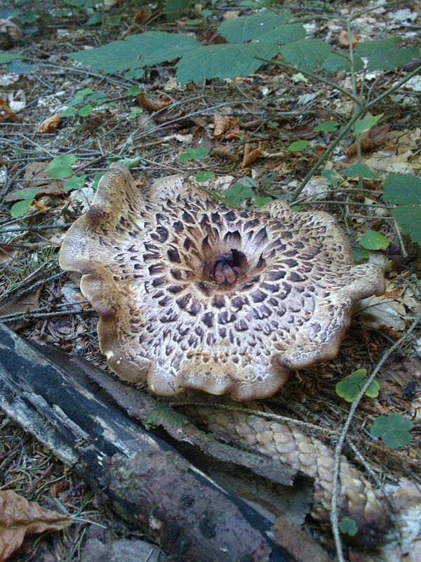 jelenkovec škridlicovitý Sarcodon imbricatus (L.) P. Karst.