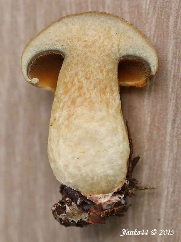 masliak strakatý Suillus variegatus (Sw.) Kuntze