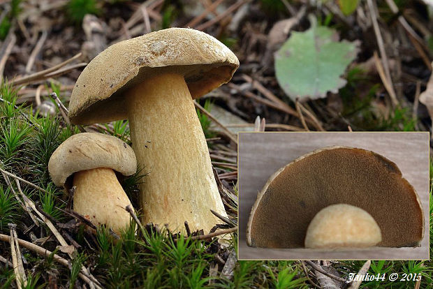 masliak strakatý Suillus variegatus (Sw.) Kuntze