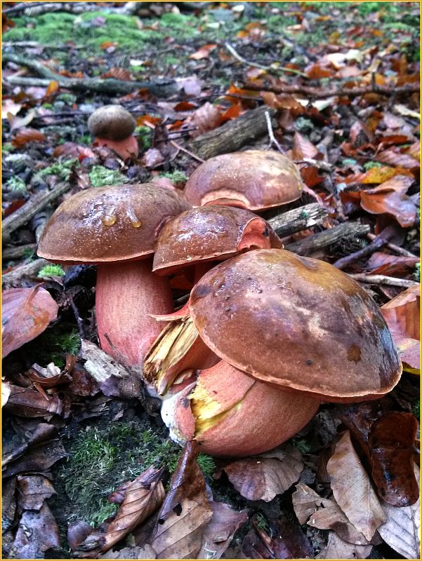 hríb zrnitohlúbikový Sutorius luridiformis (Rostk.) G. Wu & Zhu L. Yang