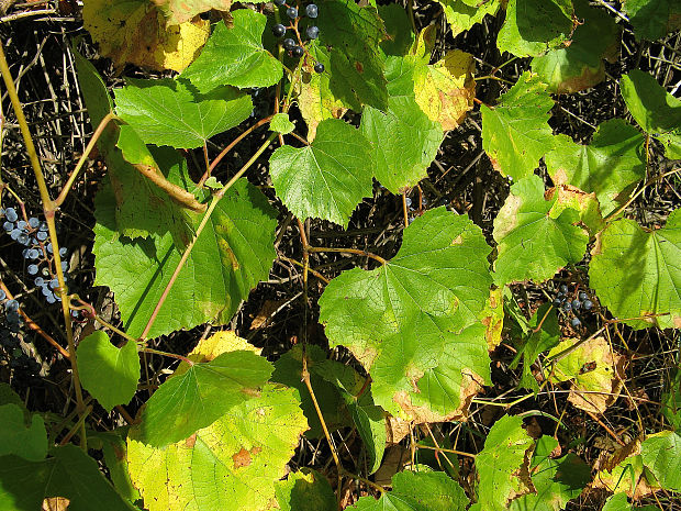 vinič lesný Vitis sylvestris