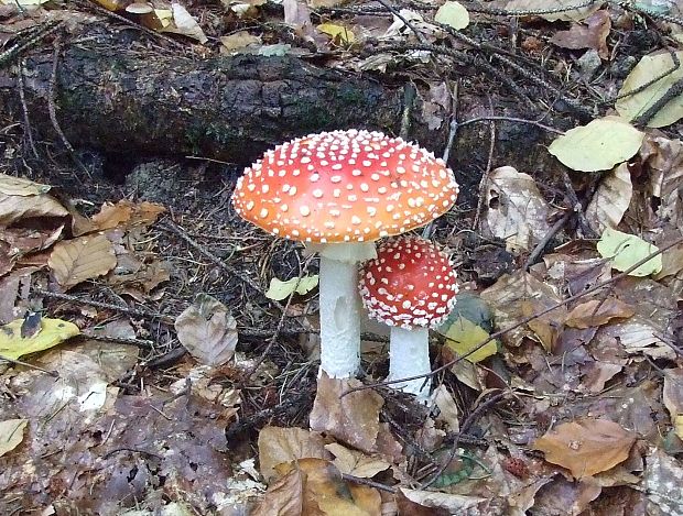 muchotrávka červená Amanita muscaria (L.) Lam.